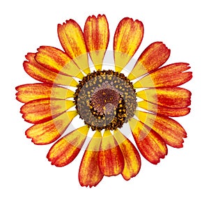 Yellow with red chrysanthemum