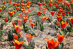 Yellow and red colered tulip flowers
