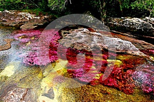 The yellow-red color scheme of the Canio Cristales River, the pearl of tropical Colombia
