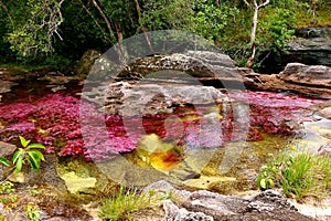 Yellow and red colors of the Canio Cristales River, the pearl of tropical Colombia
