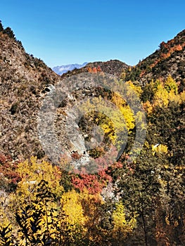 Yellow and red coloured autumn vegetation of stee slopes of a mountain gorge in New Zealand