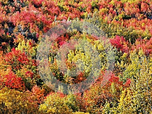 Yellow and red coloured trees and bushes on the outskirts of Arrowtown on the South Island of New Zealand