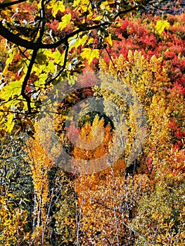 Yellow and red coloured trees and bushes on the outskirts of Arrowtown on the South Island of New Zealand