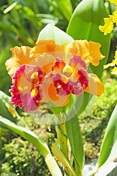 Yellow with red colur orchid flower with green leaf background