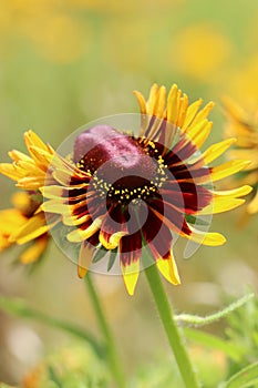 Yellow and red coneflower petals unfurling