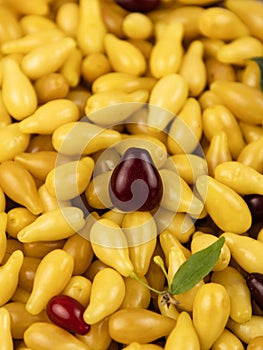 Yellow and red Cornelian cherry dogwood or cornus mas beries. Healthy low carb berry. Pulpy, sweet and sour fruit.