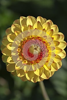 Yellow-red dahlia - blossom