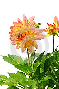 Yellow red dahlia flower isolated on white