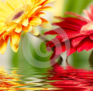 Yellow and red daisy-gerbera