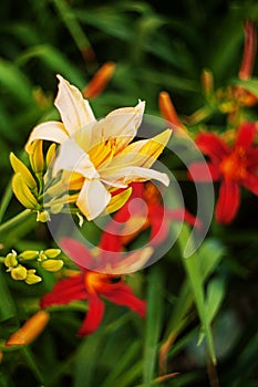 Yellow and red daylilies on a green background