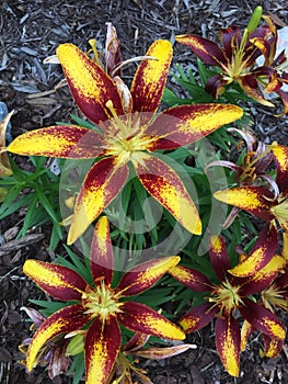 Yellow and red daylily flowers