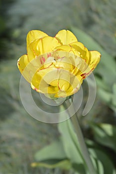 Tulip Sundowner photo