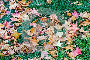 Yellow and red dry fallen leaves on the grass