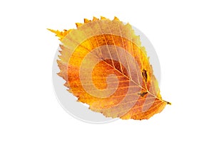 Yellow-red fallen autumn leaf of the Ulmus elm on a white background is an isolated