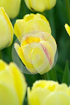 Yellow with red flame crispa tulips