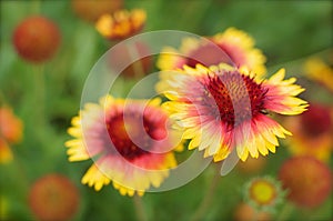 Yellow and Red Flower Background