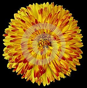 Yellow-red flower dahlia isolated on black background. For design. Closeup. Clearer focus.