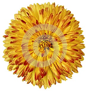 Yellow-red flower dahlia isolated on white background. For design. Closeup. Clearer focus.