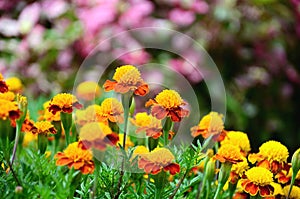 Yellow and red flower in the garden Purple flowers background