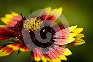 Yellow red flower on green background close-up