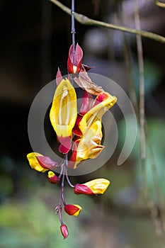 Yellow red flower of Mysore trumpetvine Indian clock vine growing in Malaysia photo