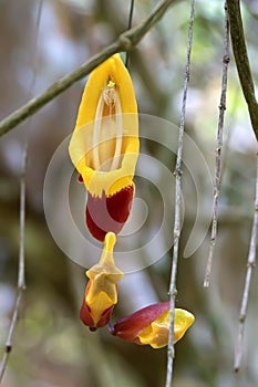 Yellow red flower of Mysore trumpetvine Indian clock vine growing in Malaysia