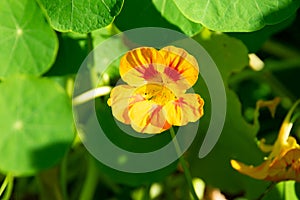 Yellow and red flower nasturtium on green background