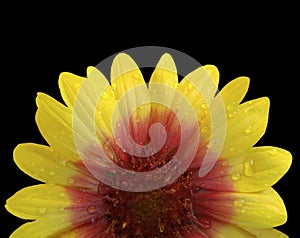Yellow and red flower after the rain. Black background with clipping path. Closeup with no shadows