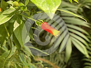 Yellow-red flower of a tropical plant Manettia / Manettia luteorubra, syn. Manettia bicolor, Manettia inflata / photo