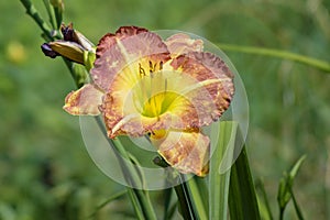 Yellow-red flower in the vernacular ` Cockerel` photo