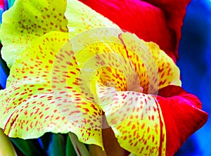 Yellow and red flowering Canna Indica