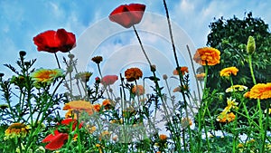 Yellow and red flowers