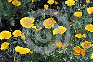 Yellow-red flowers of the Ashsholtia Poppy Papaveraceae in the greenery in summer