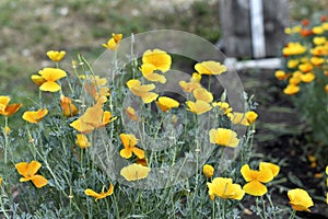 Yellow-red flowers of the Ashsholtia Poppy Papaveraceae in the greenery in summer