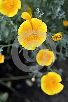 Yellow-red flowers of the Ashsholtia Poppy Papaveraceae in the greenery in summer