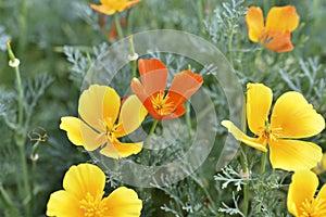 Yellow-red flowers of the Ashsholtia Poppy Papaveraceae in the greenery in summer