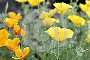 Yellow-red flowers of the Ashsholtia Poppy Papaveraceae in the greenery in summer