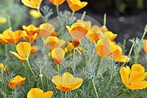 Yellow-red flowers of the Ashsholtia Poppy Papaveraceae in the greenery in summer