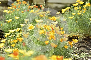 Yellow-red flowers of the Ashsholtia Poppy Papaveraceae in the greenery in summer