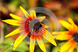 Yellow red flowers with black center in the autumn garden. Blooming Rudbeckia flower Black-eyed Susan