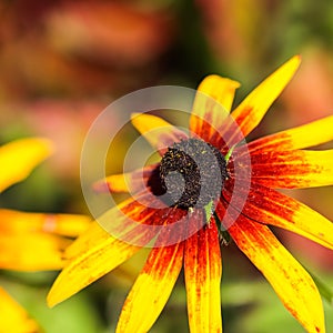 Yellow red flowers with black center in the autumn garden. Blooming Rudbeckia flower Black-eyed Susan