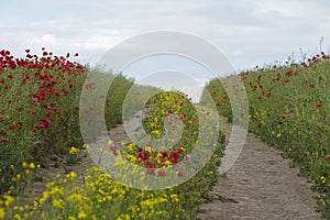 Yellow and red flowers bloom in a field separated by a path.