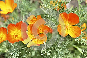 Yellow-red flowers of escholtia papaveraceae close-up