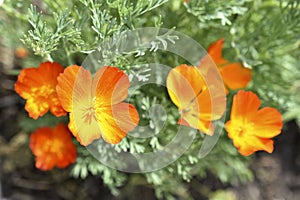 Yellow-red flowers of escholtia papaveraceae close-up