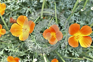 Yellow-red flowers of escholtia papaveraceae close-up