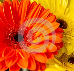 Yellow and red flowers, red and yellow gerber, red and yellow flowers background