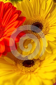 Yellow and red flowers, red and yellow gerber, red and yellow flowers background