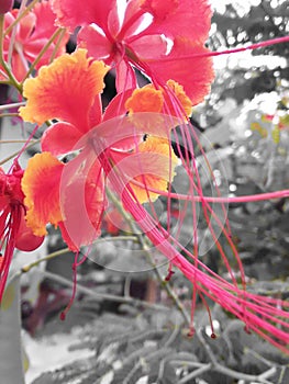 yellow red flowers nourish the view