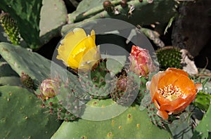 Yellow and red flowers of prickly pears.