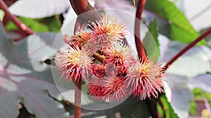 Yellow and red fruits of castor oil plant Ricinus Communis in autumn swinging in the wind close up